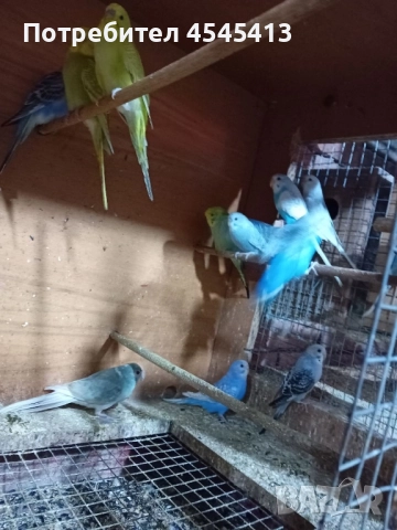 Папагали вълнисти, корели и какарики Смеещи се гугутки, снимка 3 - Папагали - 52896846