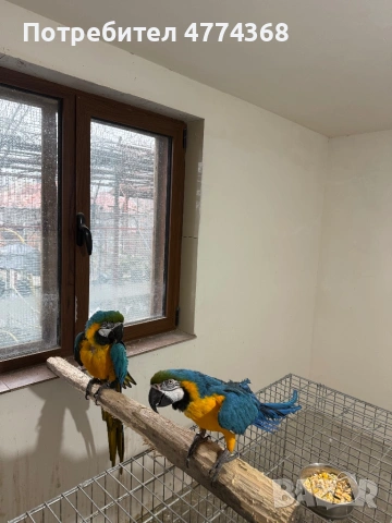 ари мъжка и женска, снимка 5 - Папагали - 53938569