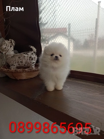 Померани.Реални снимки ! , снимка 7 - Померан - 54055195