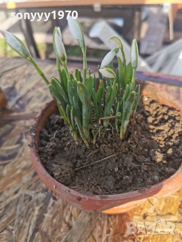 ЕКО КОКИЧЕ-ДОМАШНО 3001261607, снимка 12 - Градински цветя и растения - 53285139