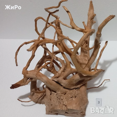 Корен от Азалия /декорация/ 3, снимка 2 - Други - 49874976