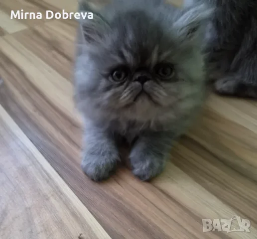 Персийчета момче момиче, снимка 3 - Персийска - 55774759
