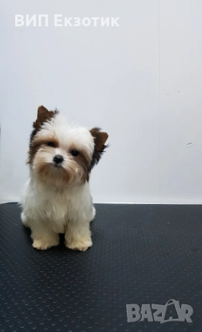 ПРОДАВА МИНИ БИВЪР ТЕРИЕР