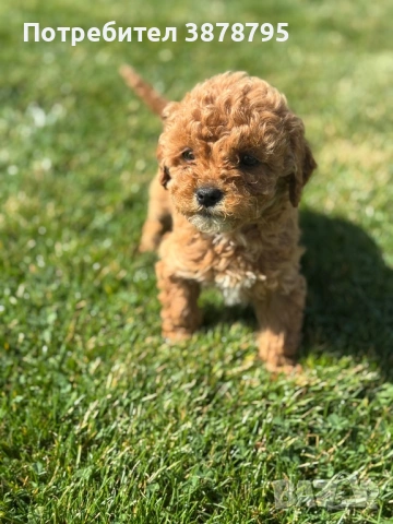 Плюшки❤️, снимка 5 - Други - 53911372