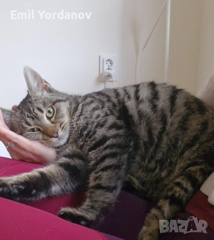 СПЕШНО! Мъжко котенце на около 5 месеца, снимка 7 - Други - 52695271