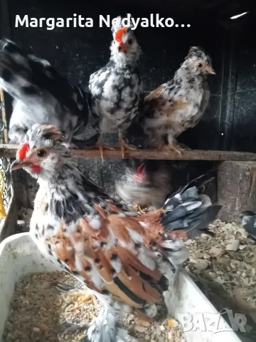 Продавам пиленца Бреговска джинка, снимка 4 - Кокошки и пуйки - 56272502