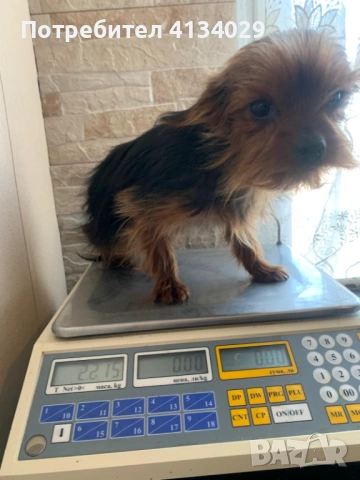 Две мини Йорки мъжки на 1 година и един стандартен мъжки, снимка 3 - Йоркширски териер - 53227851