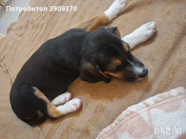 Подарявам уникален сладур, снимка 3 - Други - 56479002