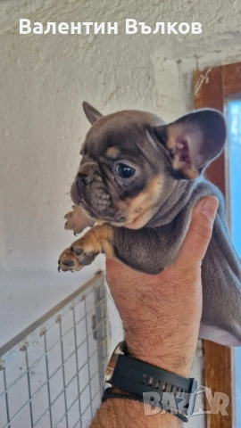 Продавам две  френски булдочета