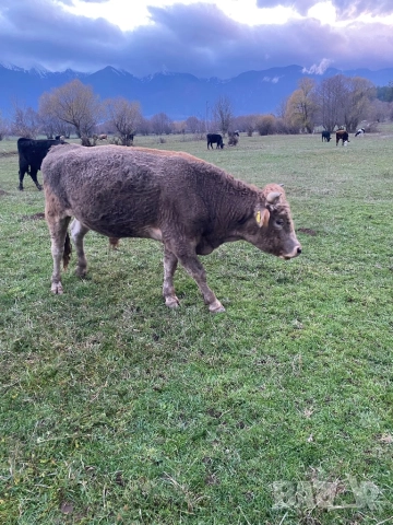 Телета и бикове, снимка 2 - Крави - 44952380