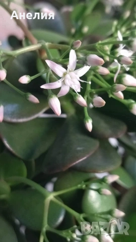 За всеки дом-Дървото на живота, снимка 2 - Стайни растения - 54220264