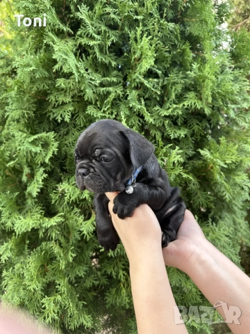 френски булдог плътно черно