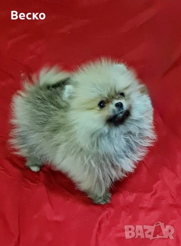 Померан мини женски , снимка 6 - Померан - 53158238