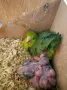 Врабчов папагал FORPUS (Forpus Coelestis), снимка 3