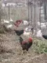 патки гъски петли кокошки, снимка 1