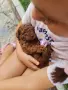 Мини пудел/Mini Poodle, снимка 2