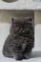 Нала си търси кавалер! 🐾🤍, снимка 4