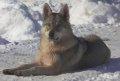 Чехословашки вълчак - немска овчарка + вълк, снимка 3