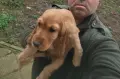 Кокер Шпаньол,, , снимка 6