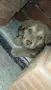 Продавам бебе кученце на 2 месеца! 🐶, снимка 2