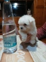 продавам малтизер, снимка 4
