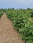 Разсад Малини, снимка 10