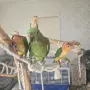 Продавам ръчно хранени бебета кайки, снимка 3