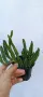 Стапелия,Stapelia hirsuta, снимка 2