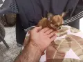 Продавам чихуахуа, снимка 10