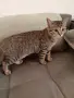 Коте Алис на 4 месеца си търси дом, снимка 4