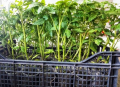 Разсад ранни домати готов краставици, снимка 1