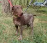 Kurchaar jenska, снимка 6