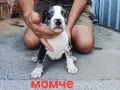 Pitbul-Питбул-Pitbul, снимка 3