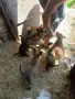 Белгийски овчарки-малиноа , снимка 2