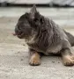 Френски Булдог Женска, снимка 5