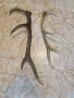 рога от елен, снимка 3
