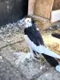 Унгарски гиганти, снимка 3