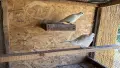чифт бели гугутки , снимка 4