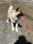Американска акита кученце, снимка 3