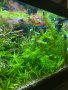 Живородни рибки , снимка 3