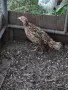 КОЛХИДСКИ ФАЗАНИ, снимка 2