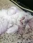 персийски британски котета , снимка 11