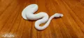 Кралски питони (Python Regius) , снимка 2