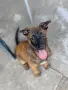 Belgium malinois pups, снимка 2