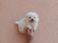 Бели Померани. Реални снимки !!! , снимка 7