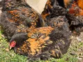 Продавам разплодни яйца от Златно кантирана Брама/Gold Laced Brahma, снимка 11