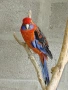 Продавам папагал пенантова розела, снимка 3