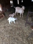 Продавам кози с ярета, снимка 6