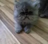 Персийчета момче момиче, снимка 3