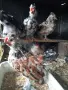 Продавам пиленца Бреговска джинка, снимка 4